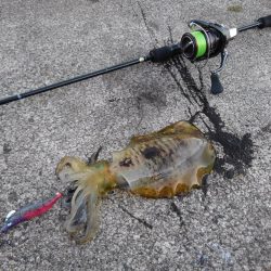 エギング＆穴釣り